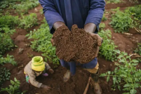 Crop Breeding and Soil Management Must Go Hand in Hand - Farming First